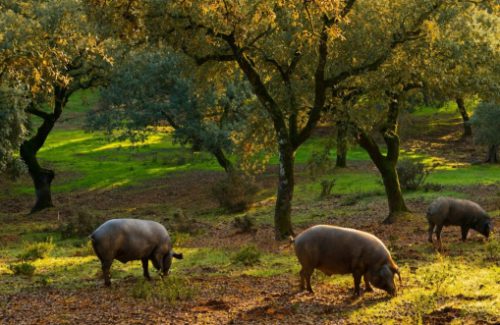 Senderismo Cristal de Roca Doñana y Aracena