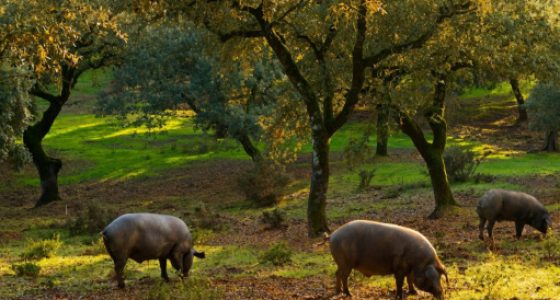 Senderismo Cristal de Roca Doñana y Aracena