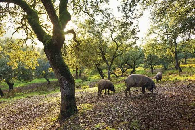Senderismo Cristal de Roca Doñana y Aracena