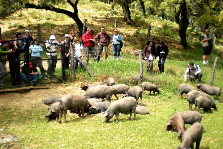 Senderismo Cristal de Roca Doñana y Aracena
