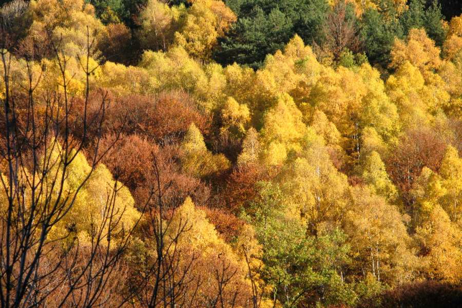 Senderismo Cristal de Roca Hayedos del Iregua