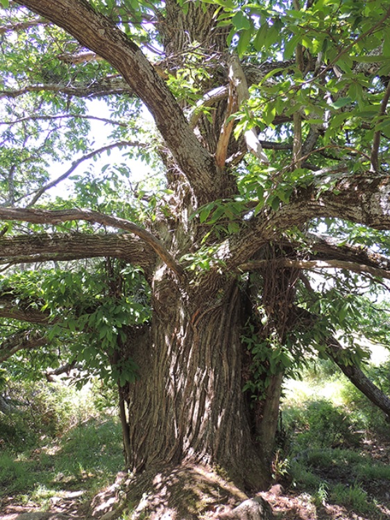 Senderismo Bosque Herrería Castaño Fuente Rey