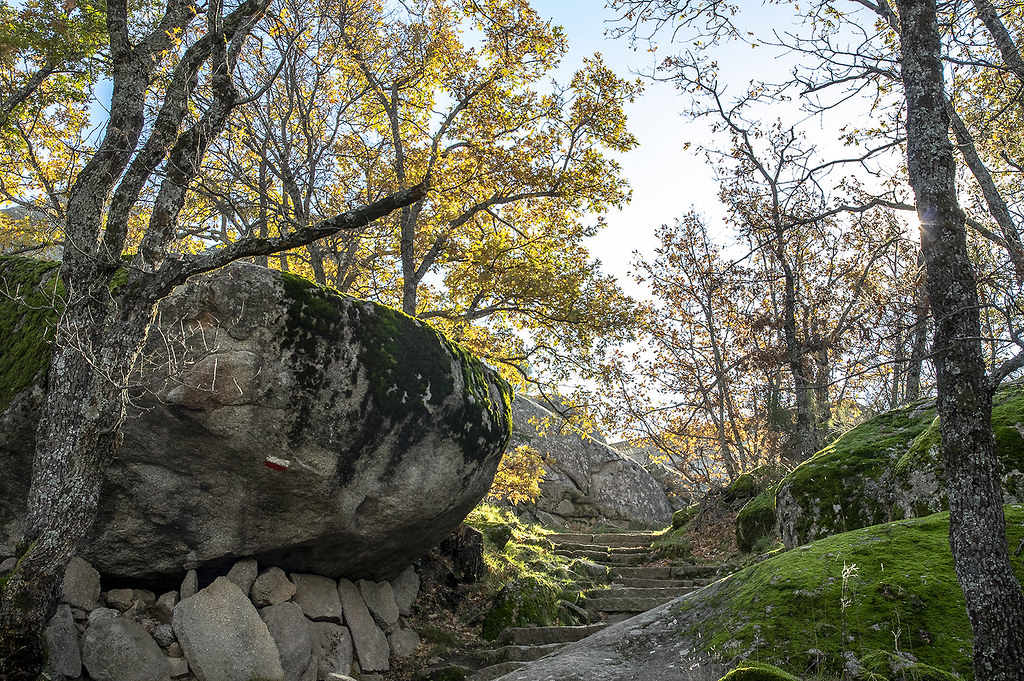 Senderismo Bosque Herrería Castaño Fuente Rey