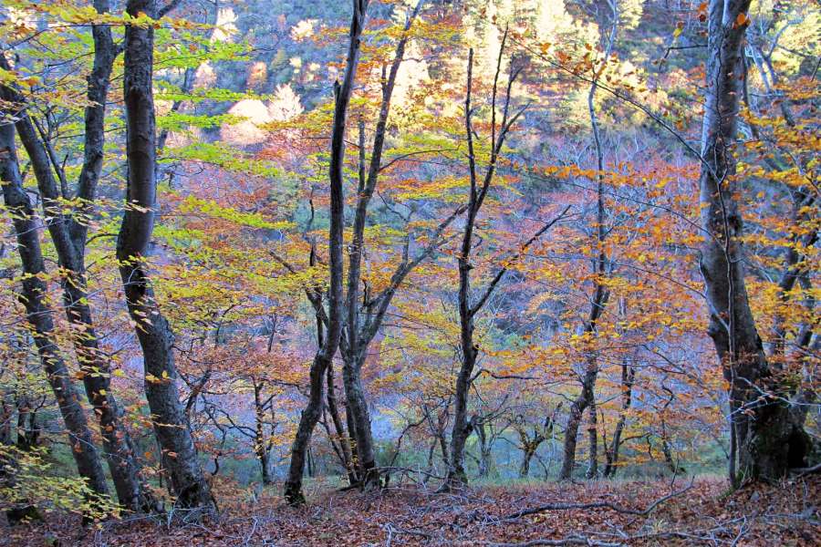 Senderismo Cristal de Roca Atapuerca y Sierra de la Demanda