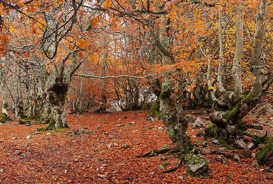 Senderismo Hayedo Izki Cristal de Roca